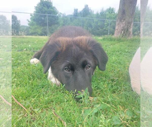 Medium Photo #2 Mutt Puppy For Sale in Coldwater, MI, USA