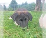 Small #1 Mutt