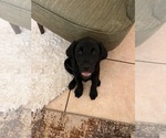Small #4 Golden Labrador