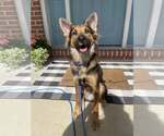 Small Mutt