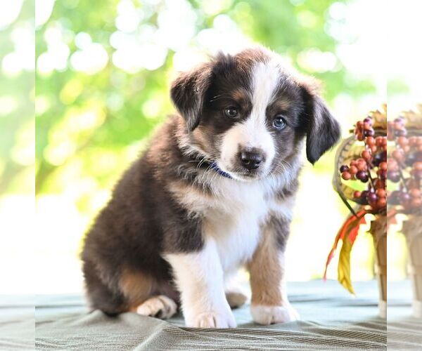 Medium Photo #3 Miniature Australian Shepherd Puppy For Sale in REBERSBURG, PA, USA