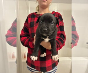 Labrador Retriever-Unknown Mix Dogs for adoption in Holly Springs, NC, USA