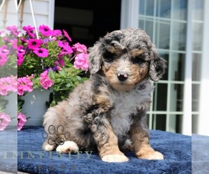 Bernedoodle (Miniature) Puppy for sale in LANCASTER, PA, USA