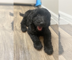 Goldendoodle Puppy for sale in GREENSBORO, NC, USA