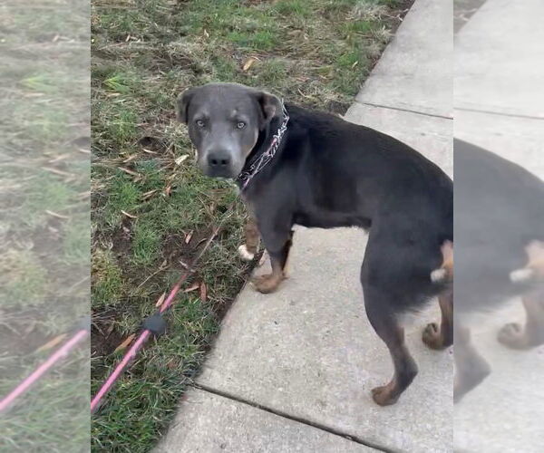 Medium Photo #22 Labrador Retriever-Unknown Mix Puppy For Sale in Brewster, NY, USA