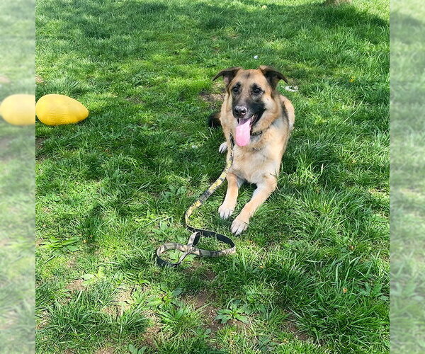 Medium Photo #2 German Shepherd Dog Puppy For Sale in Millburn, NJ, USA