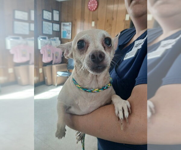 Medium Photo #1 Chihuahua Puppy For Sale in Lodi, CA, USA