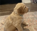 Small Photo #6 Goldendoodle Puppy For Sale in BIRCHWOOD, TN, USA