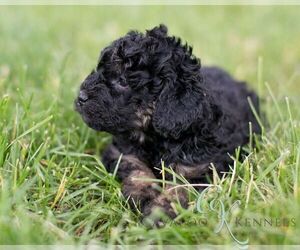 Cavapoo Puppy for sale in APPLETON, WI, USA