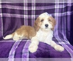 Small #1 Cavapoo