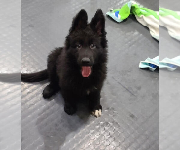 Medium Photo #1 German Shepherd Dog Puppy For Sale in CULPEPER, VA, USA