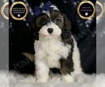 Puppy Sammy Cavapoo