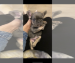 Small Photo #5 French Bulldog Puppy For Sale in PADUCAH, KY, USA
