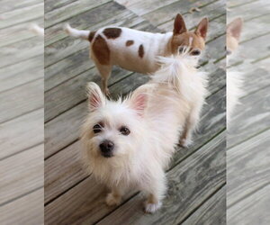 Mini Hufflepuff TX - Female Mutt Dog for Adoption - Photo #3
