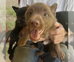BROWNIE - Male Schipperke Puppy for Sale - Photo #5