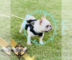 Small Photo #1 French Bulldog Puppy For Sale in ATHENS, GA, USA