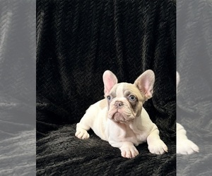 Medium French Bulldog