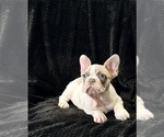 Puppy Rachel French Bulldog