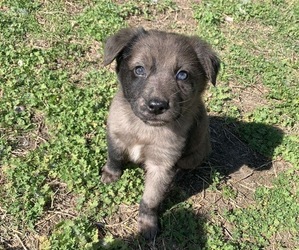 Australian Shepherd Puppy for Sale in AUGUSTA, Kansas USA