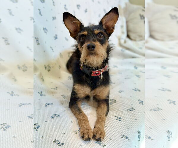 Medium Photo #5 Mutt Puppy For Sale in West Cornwall, CT, USA