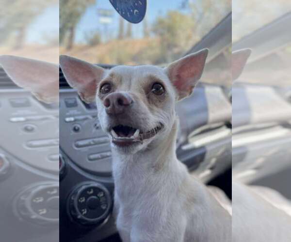 Medium Photo #5 Chihuahua-Unknown Mix Puppy For Sale in Visalia, CA, USA