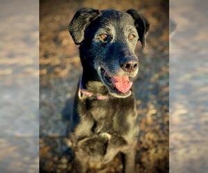 Shepradors Dogs for adoption in San Andreas, CA, USA