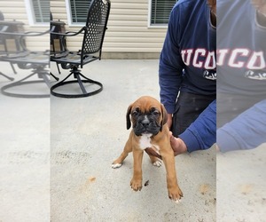 Boxer Puppy for sale in SANFORD, NC, USA