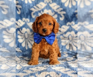 Cavapoo Puppy for sale in QUARRYVILLE, PA, USA