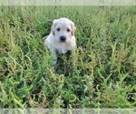Small Photo #3 Golden Retriever Puppy For Sale in MINNEAPOLIS, MN, USA