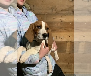 English Coonhound Puppy for sale in HILLSBORO, WI, USA