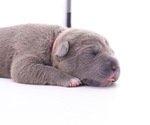 Small Photo #3 American Bully Puppy For Sale in VIDOR, TX, USA