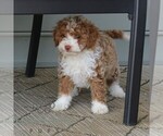 Small #2 Bernedoodle (Miniature)