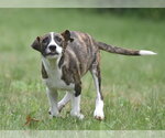 Small #5 Plott Hound Mix