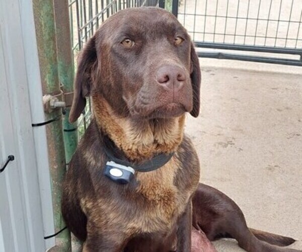 Medium Photo #1 Labrador Retriever Puppy For Sale in LOVELAND, CO, USA