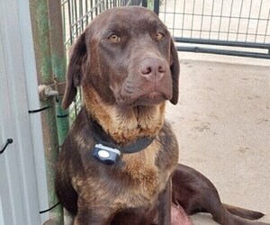 Mother of the Labrador Retriever puppies born on 02/28/2026