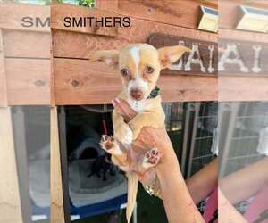 Dachshund-Unknown Mix Dogs for adoption in Turlock, CA, USA
