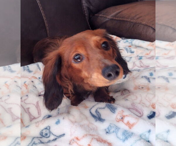 Medium Photo #2 Dachshund Puppy For Sale in Sioux Falls, SD, USA