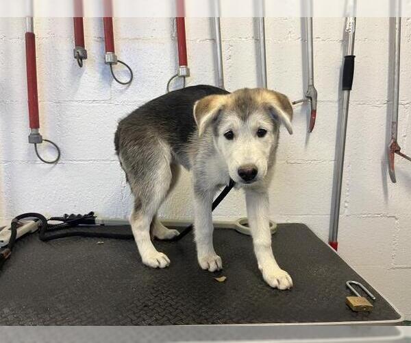 Medium Photo #1 Gerberian Shepsky Puppy For Sale in Corona, CA, USA