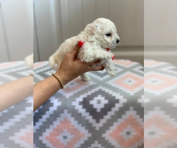Medium Photo #8 Maltipoo Puppy For Sale in MOREHEAD, KY, USA