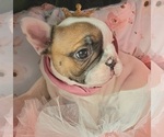 Small Photo #23 French Bulldog Puppy For Sale in W LINN, OR, USA