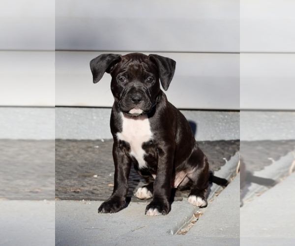 Medium Photo #1 American Pit Bull Terrier-American Staffordshire Terrier Mix Puppy For Sale in BURTONSVILLE, MD, USA