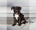 Small Photo #1 American Pit Bull Terrier-American Staffordshire Terrier Mix Puppy For Sale in BURTONSVILLE, MD, USA