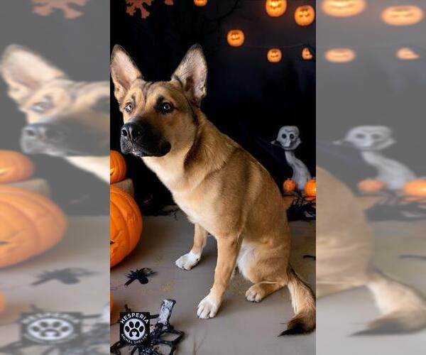 Medium Photo #1 German Shepherd Dog-Unknown Mix Puppy For Sale in HESPERIA, CA, USA