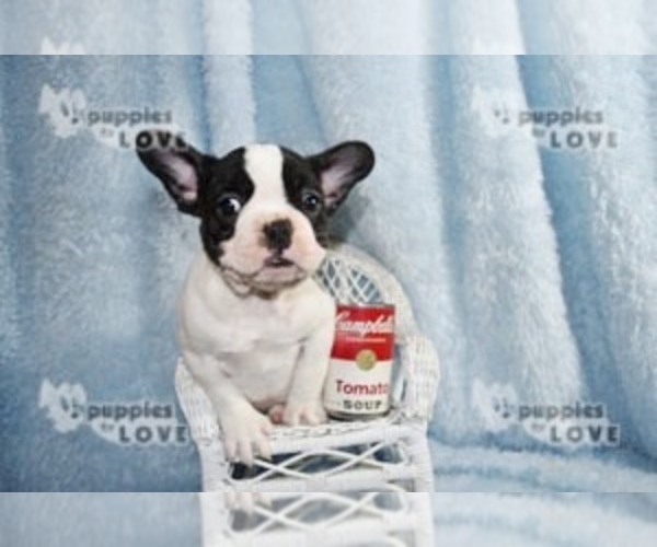 Medium Photo #7 French Bulldog Puppy For Sale in SANGER, TX, USA