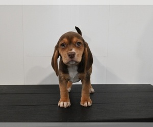 Beagle Puppy for sale in APPLE CREEK, OH, USA