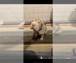 Chinese Shar-Pei Puppy for sale in CHICAGO, IL, USA