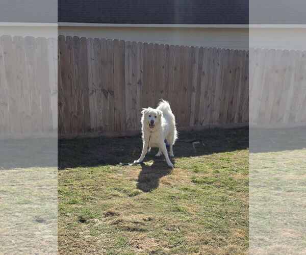 Medium Photo #1 Great Pyrenees Puppy For Sale in Houston, TX, USA