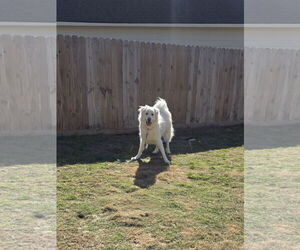 Great Pyrenees Dogs for adoption in Houston, TX, USA