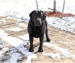 Small Photo #1 Labrador Retriever Puppy For Sale in SYRACUSE, IN, USA