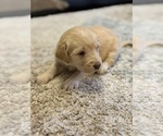 Puppy Puppy 1 Male Labradoodle